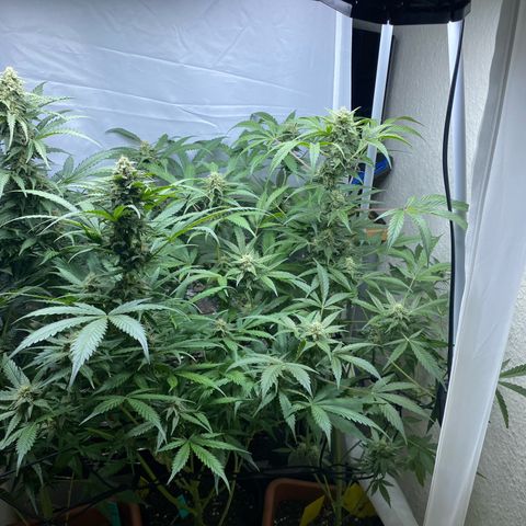 Critical Mass (Advanced Seeds)  growlog timeline photo
