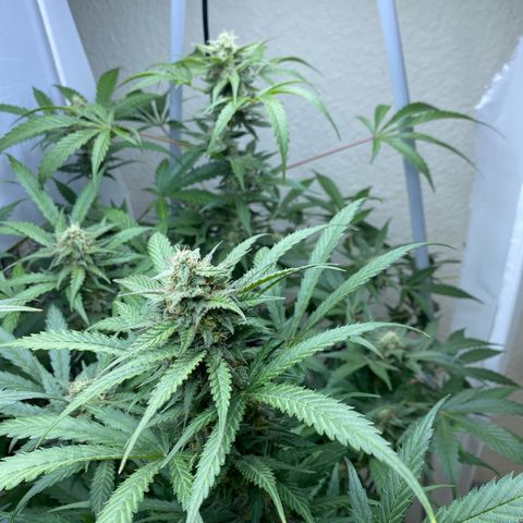 Critical Mass (Advanced Seeds)  growlog timeline photo