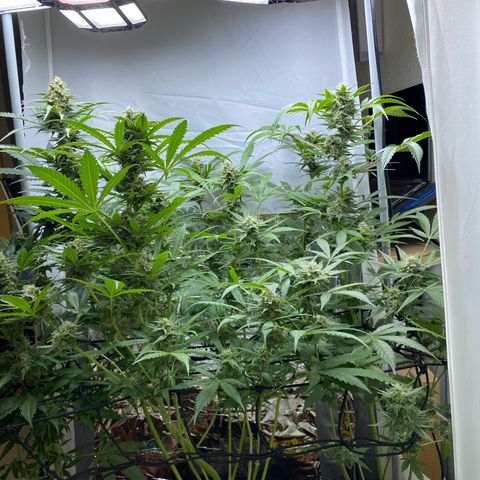 Critical Mass (Advanced Seeds)  growlog timeline photo