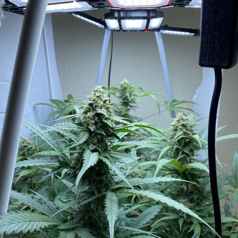 Critical Mass (Advanced Seeds)  growlog timeline photo