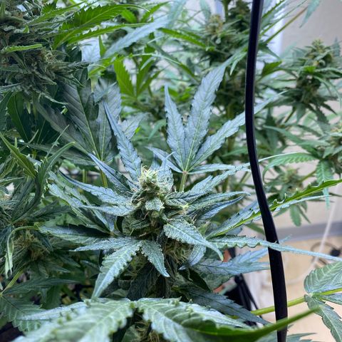 Critical Mass (Advanced Seeds)  growlog timeline photo