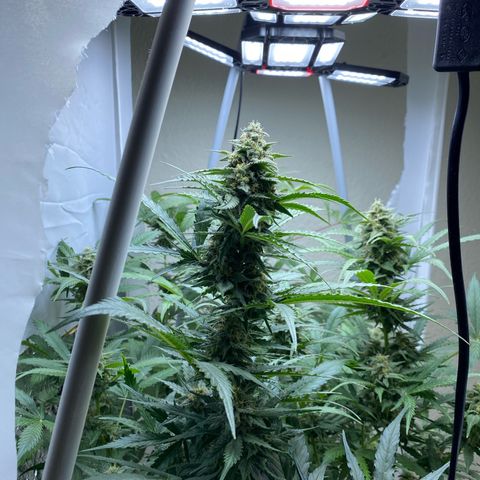 Critical Mass (Advanced Seeds)  growlog timeline photo