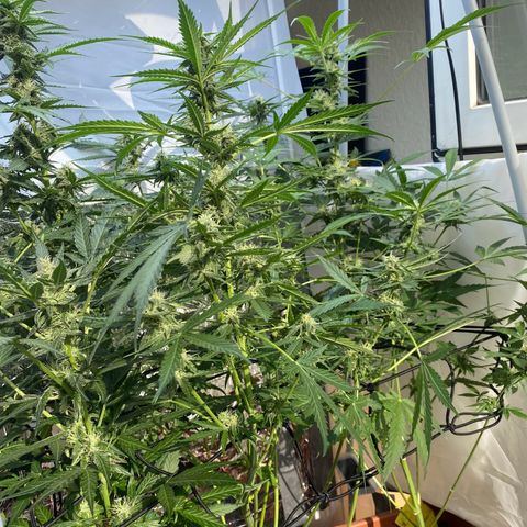 Critical Mass (Advanced Seeds)  growlog timeline photo