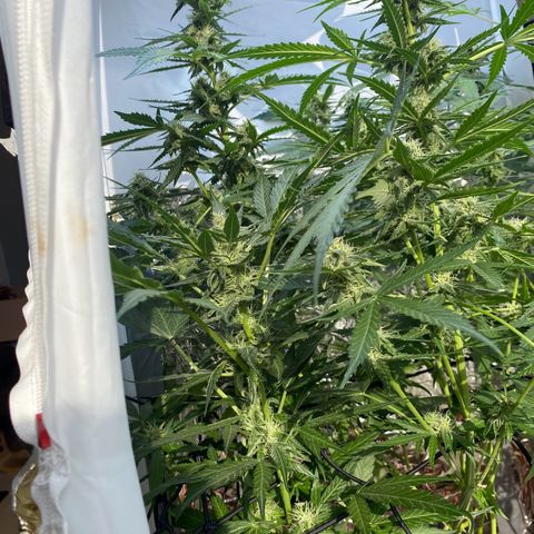 Critical Mass (Advanced Seeds)  growlog timeline photo