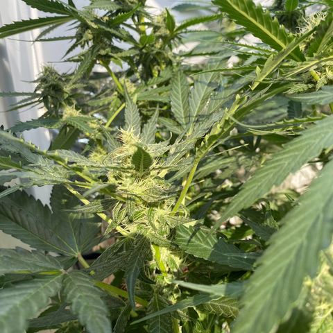 Critical Mass (Advanced Seeds)  growlog timeline photo