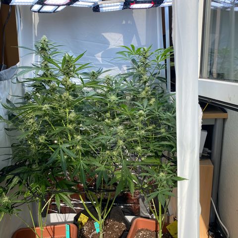 Critical Mass (Advanced Seeds)  growlog timeline photo