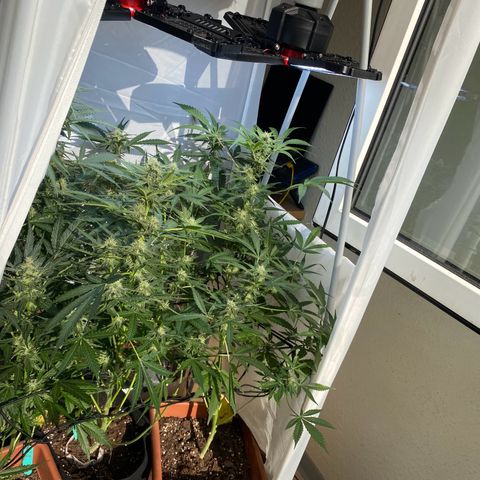 Critical Mass (Advanced Seeds)  growlog timeline photo