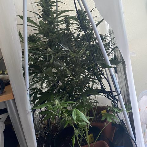 Critical Mass (Advanced Seeds)  growlog timeline photo