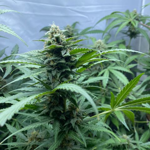 Critical Mass (Advanced Seeds)  growlog timeline photo