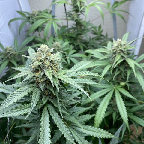 Critical Mass (Advanced Seeds)  growlog timeline photo