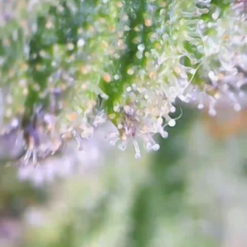 Critical Mass (Advanced Seeds)  growlog photo: Ich bin (noch)  ziemlich schlecht darin die Fotos zu machen. 