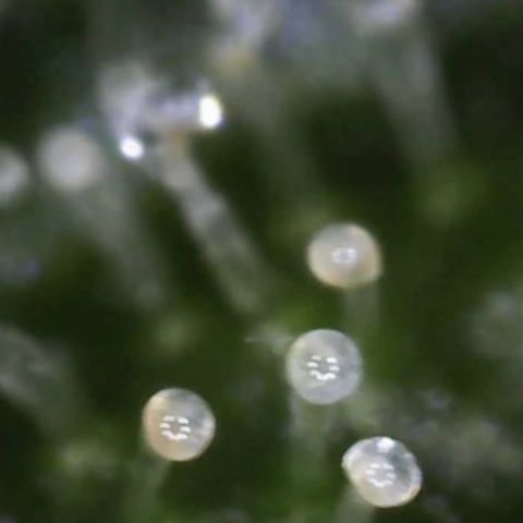 Critical Mass (Advanced Seeds)  growlog timeline photo