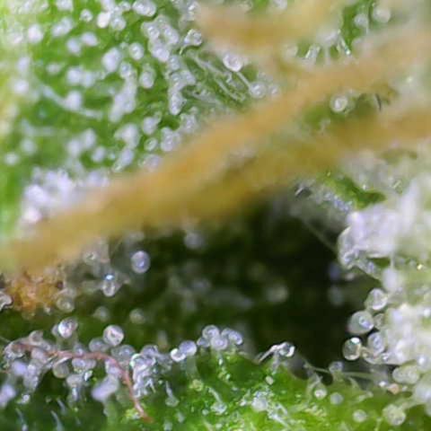 Critical Mass (Advanced Seeds)  growlog photo: Lower Buds 