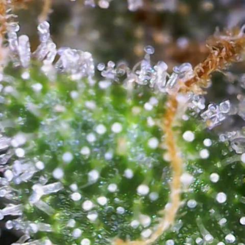 Critical Mass (Advanced Seeds)  growlog timeline photo
