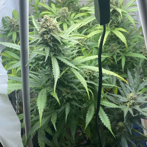 Critical Mass (Advanced Seeds)  growlog timeline photo