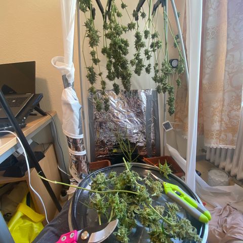 Critical Mass (Advanced Seeds)  growlog timeline photo