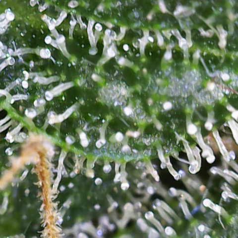 Critical Mass (Advanced Seeds)  growlog timeline photo