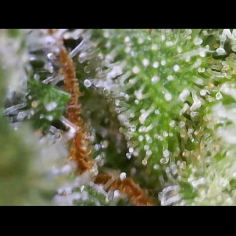 Critical Mass (Advanced Seeds)  growlog timeline photo