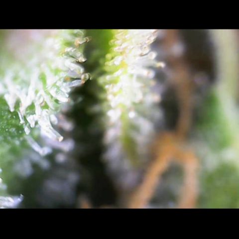 Critical Mass (Advanced Seeds)  growlog timeline photo