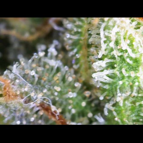 Critical Mass (Advanced Seeds)  growlog timeline photo