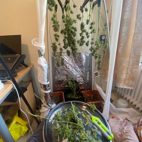 Critical Mass (Advanced Seeds)  growlog timeline photo