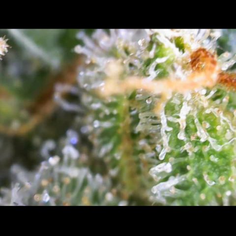 Critical Mass (Advanced Seeds)  growlog timeline photo