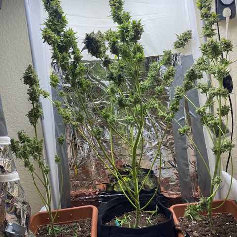 Critical Mass (Advanced Seeds)  growlog timeline photo