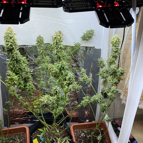 Critical Mass (Advanced Seeds)  growlog timeline photo
