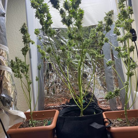 Critical Mass (Advanced Seeds)  growlog timeline photo