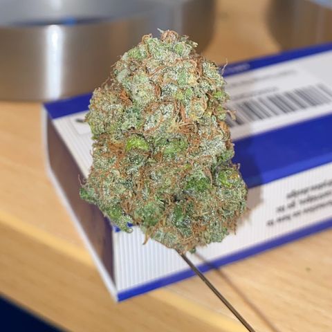 Critical Mass (Advanced Seeds)  growlog timeline photo