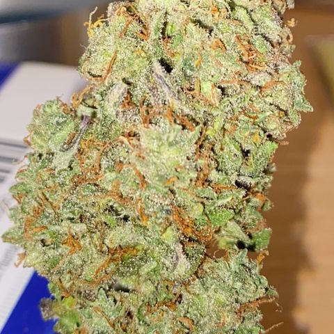 Critical Mass (Advanced Seeds)  growlog timeline photo