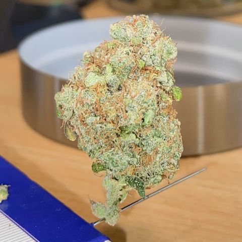 Critical Mass (Advanced Seeds)  growlog timeline photo