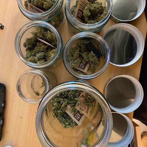 Critical Mass (Advanced Seeds)  growlog timeline photo