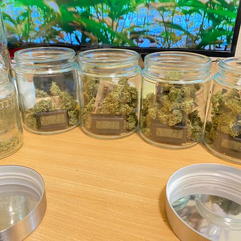 Critical Mass (Advanced Seeds)  growlog timeline photo