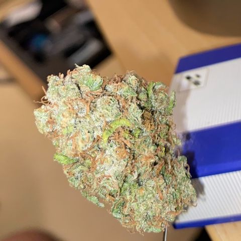 Critical Mass (Advanced Seeds)  growlog timeline photo