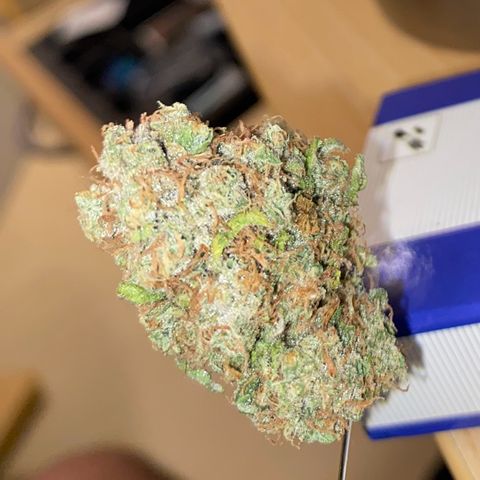 Critical Mass (Advanced Seeds)  growlog timeline photo