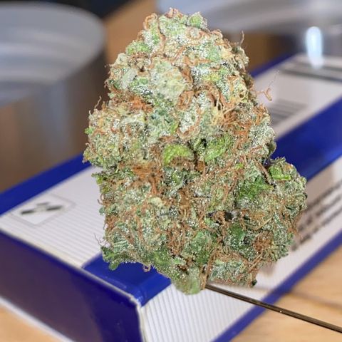 Critical Mass (Advanced Seeds)  growlog timeline photo