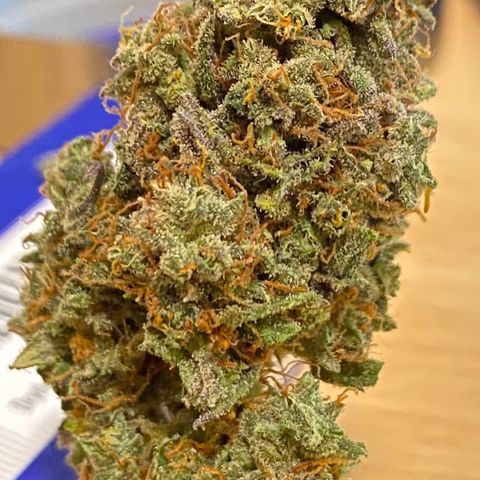 Critical Mass (Advanced Seeds)  growlog timeline photo