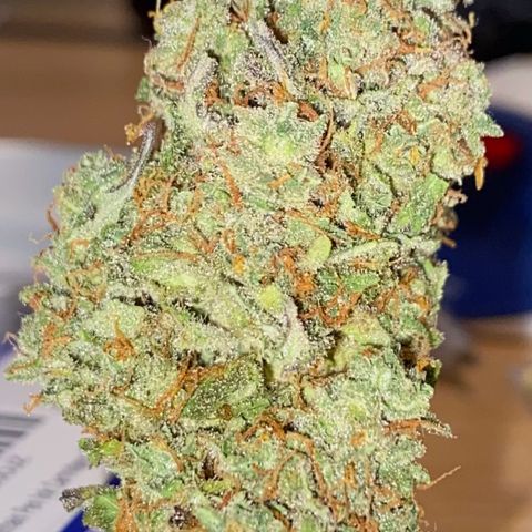 Critical Mass (Advanced Seeds)  growlog timeline photo