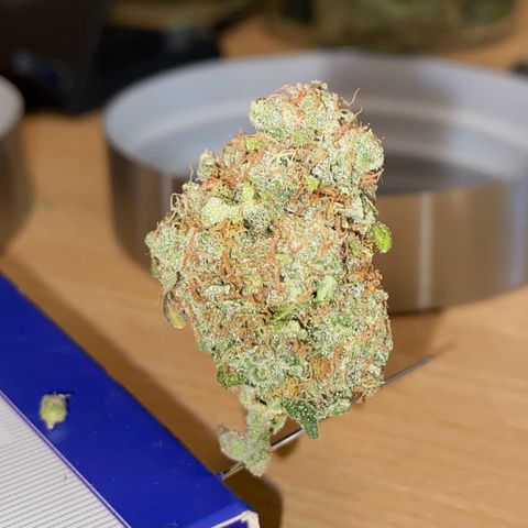 Critical Mass (Advanced Seeds)  growlog timeline photo