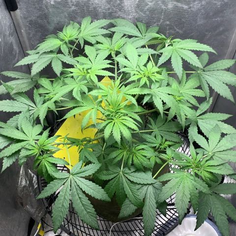 LSD25 / DONA FLORINDA growlog timeline photo