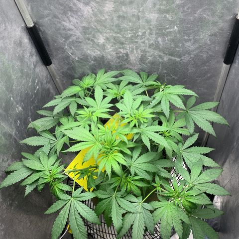 LSD25 / DONA FLORINDA growlog timeline photo