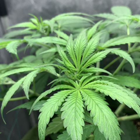LSD25 / DONA FLORINDA growlog timeline photo