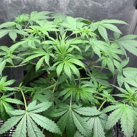 LSD25 / DONA FLORINDA growlog timeline photo