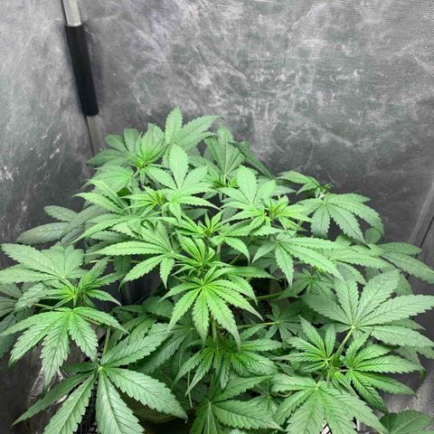 LSD25 / DONA FLORINDA growlog timeline photo