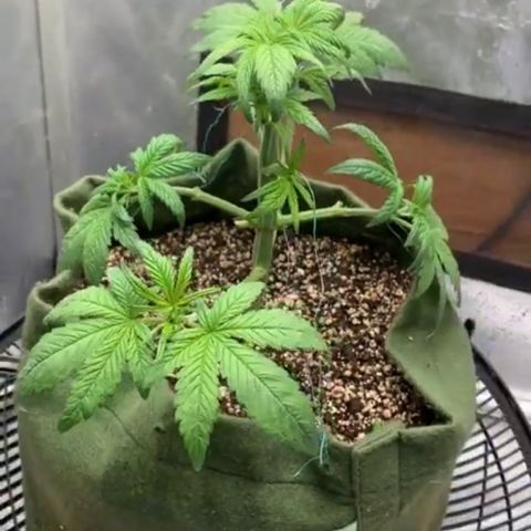 LSD25 / DONA FLORINDA growlog photo: Desfolhação 2