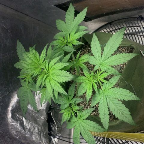 LSD25 / DONA FLORINDA growlog timeline photo