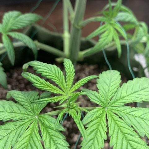 LSD25 / DONA FLORINDA growlog timeline photo