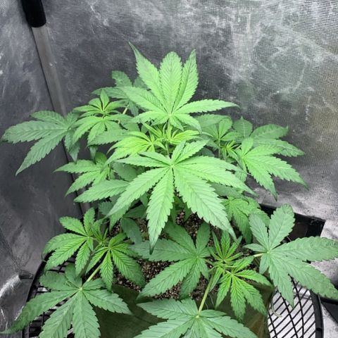 LSD25 / DONA FLORINDA growlog timeline photo