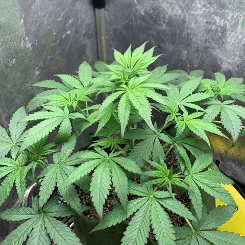 LSD25 / DONA FLORINDA growlog photo: Amarras